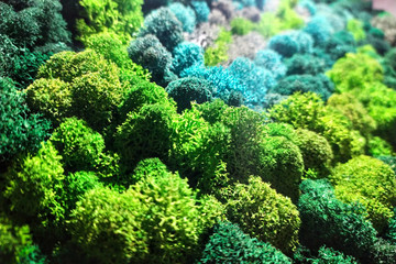 green stabilized moss for decor and design
