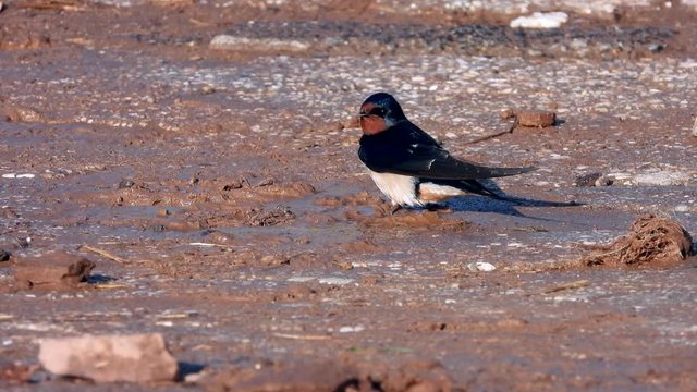 Rauchschwalbe&nbsp;(Hirundo rustica) sammelt Nestbaumaterial