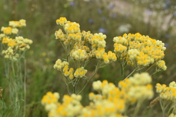 yellow flowers