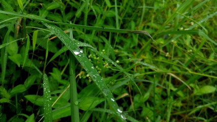 dew on grass
