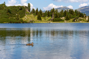 Anatra nuota sul lago di montagna