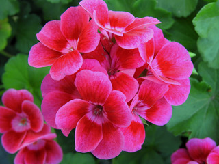 an ornamental plant with colorful flowers called pelargonium, commonly planted in city beds, balconies, terraces and gardens in the city of Białystok in Podlasie in Poland