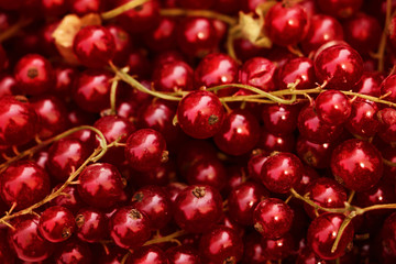 Shiny fresh juicy red berries.Abstract background from ribes.Copy space for text.