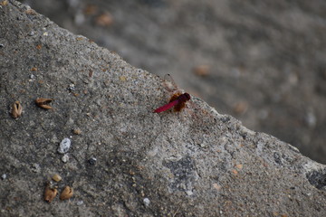 dragon fly on the wall