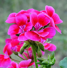 an ornamental plant with colorful flowers called pelargonium, commonly planted in city beds, balconies, terraces and gardens in the city of Białystok in Podlasie in Poland