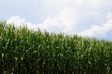 Corn field, plants in flowering. A typical rural landscape.