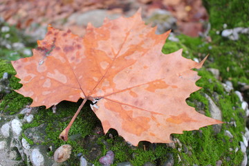 red maple leaf