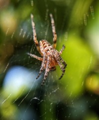 spider on the web