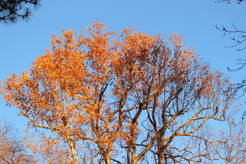 Obraz na płótnie Canvas autumn trees against blue sky