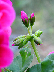 an ornamental plant with colorful flowers called pelargonium, commonly planted in city beds, balconies, terraces and gardens in the city of Białystok in Podlasie in Poland