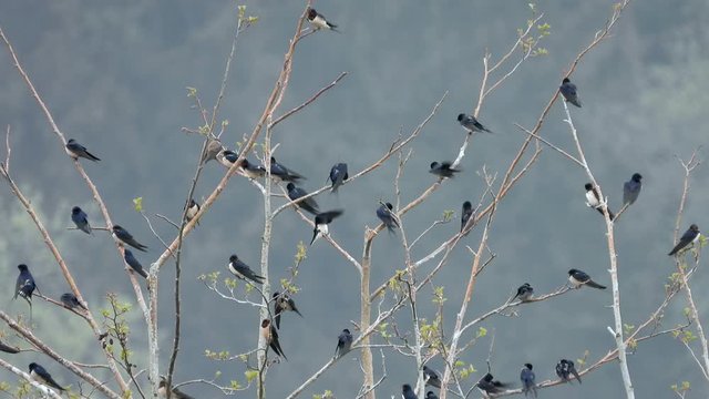 Rauchschwalben&nbsp;(Hirundo rustica) sammeln sich