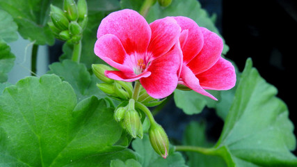 an ornamental plant with colorful flowers called pelargonium, commonly planted in city beds, balconies, terraces and gardens in the city of Białystok in Podlasie in Poland
