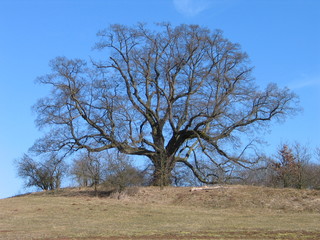 Alter großer Baum vor blauem Himmel im Winter ohne Blätter