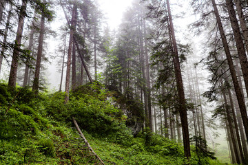 Fototapeta premium footpath in the woods