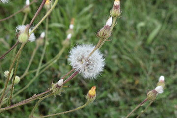 dandelion