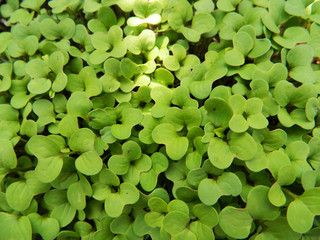 green leaves background