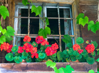 Fototapeta na wymiar Typical bavarian or austrian wooden window with red geranium flowers