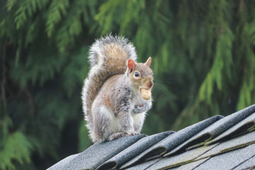 squirrel holding a peanut in mouth