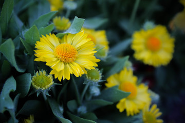 yellow flower in the garden