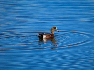 duck on the water