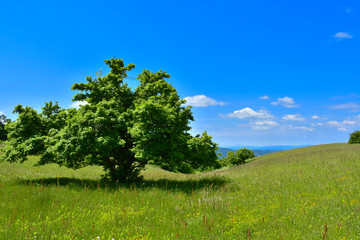 Fototapeta na wymiar Spring landscape with tree on green meadow