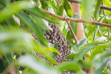 large wild honey bee comb on tree branch