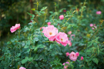 Beautiful colorful pink roses flower in the garden