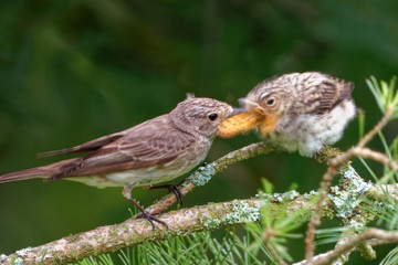 Garden warbler