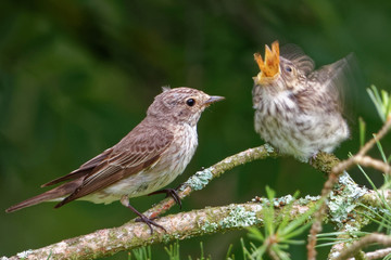 Garden warbler