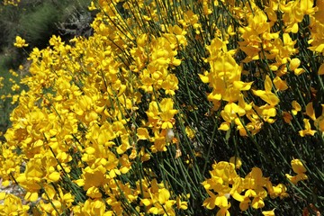 Pesche - Ginestra sul Monte San Bernardo