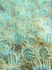 Striped anemones (Anthothoe chilensis), called localy horse tail anemone near Yacila, north Peru