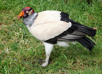 King vulture (Sarcoramphus papa) near Cajamarca, Peru