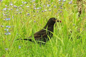 Common blackbird