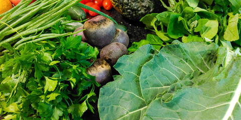 A small variety of vegetables fresh from the organic fair.