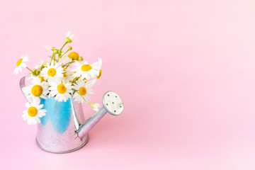 Beautiful bouquet of white chamomile flowers in a tin watering can on a pink background. Copy space. Summer composition with flowers