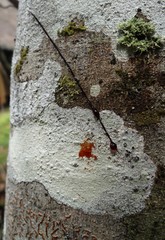 Dragons blood harvest from a Croton Lechleri tree in Tingana Reserve near Moyobamba