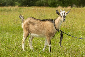 A colorful, striped, red-headed young goat grazes in a meadow among flowers and eats grass in full growth. The goat is tied to a peg.
