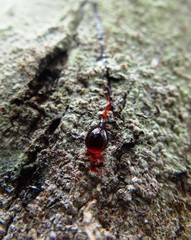 Dragons blood harvest from a Croton Lechleri tree in Tingana Reserve near Moyobamba