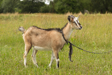 A colorful, striped, red-headed young goat grazes in a meadow among flowers and eats grass in full...