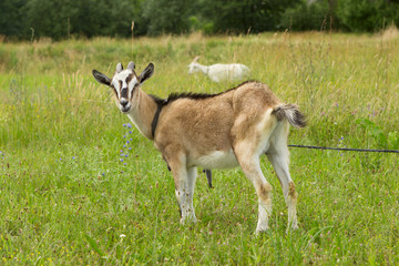 A colorful, striped, red-headed young goat grazes in a meadow among flowers and eats grass in full growth. The goat is tied to a peg.