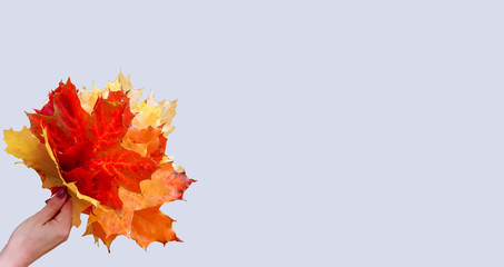 An isolated female hand holds a bouquet of colorful bright autumn maple leaves on a soft blue background. Free space for copying.