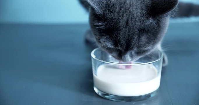 British shorthair cat drinking milk
