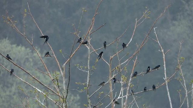 Rauchschwalben&nbsp;(Hirundo rustica) sammeln sich