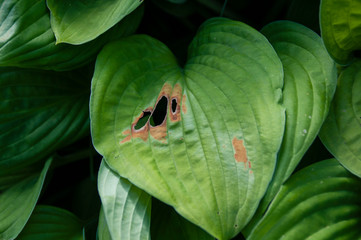 Diseases and parasites in garden plants