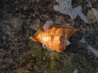 Shell of a Strombus-snail on a beach of the Pacific in northern Peru