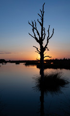 Sunset at national park Dwingelerdveld Drenthe Netherlands. Moor landscape. Peatfields.. Dedth tree.