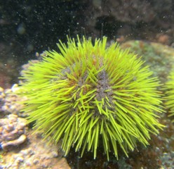 Green sea urchin (Lytechinus semituberculatus) on Foca Island, North Peru