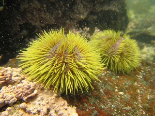 Naklejka na ściany i meble Green sea urchin (Lytechinus semituberculatus) on Foca Island, North Peru