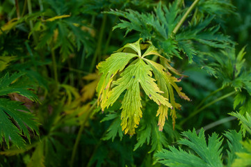 Diseases and parasites in garden plants
