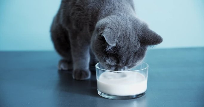 British shorthair cat drinking milk